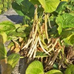 待紅豆莢成熟，農(nóng)民才可一一採收，撥開豆莢挑選出飽滿漂亮的豆籽。