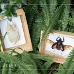 體驗(yàn)活動(dòng)—手作植物昆蟲(chóng)，透過(guò)不同的自然素材，搭配敏銳觀(guān)察力，著手製作獨(dú)一無(wú)二的專(zhuān)屬工藝品。