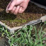 『小小的秧苗寶寶』，夏天需要蓋網(wǎng)子防止曬傷，冬天需要蓋不織布被子防止凍傷，並防止蟲(chóng)害，是農(nóng)民們寶貝的囡仔，悉心的呵護(hù)著。