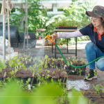 將分盆好的樹苗放置育苗方盤中，為小苗們澆水，後續(xù)統(tǒng)一放在中央培育區(qū)，培育至30-60公分，合適出栽種植的高度。