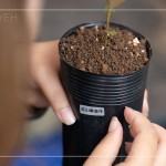 將大肚山原生種的植物標(biāo)籤貼於黑軟盆上緣，方便隨時(shí)記錄成長(zhǎng)大小與數(shù)量。