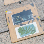 將擺放好素材的明信片，曝曬在太陽下約5~6分鐘，被植物與花卉覆蓋的部分將呈現(xiàn)白色，而未覆蓋的區(qū)域則會(huì)顯現(xiàn)出深邃的藍(lán)影。