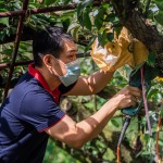 新業(yè)起一大早，加入採梨的行列，使用專用電剪剪梨，一手扶住梨子底端，一手將剪刀口對準(zhǔn)梨子的枝枒，使樹枝應(yīng)聲而斷，加快採收的效率。（圖為新業(yè)建設(shè)邱正光副總經(jīng)理）