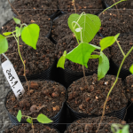 『生態(tài)植樹』選擇百種以上大肚山在地的原生樹種為主要培育對象，以符合原生態(tài)系統(tǒng)，『遺傳多樣性』種植的樹苗專案培育，以確保野生樹木基因庫的保育。