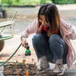 將分盆好的樹苗放置育苗方盤中，將這些剛搬新家的小樹苗們澆點(diǎn)水，後續(xù)統(tǒng)一放在中央培育區(qū)，慢慢長(zhǎng)大。