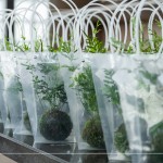 臺(tái)灣小小島嶼，富有700多種蕨類植物，60多種為臺(tái)灣原生種，致上『銀脈鳳尾蕨苔球』，為這場(chǎng)紙蕨手作時(shí)光，增添更多綠藝氣息。