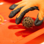 將自然掉落的楓香拾起，將果實(shí)中帶刺狀的種子一根根挑起，配上優(yōu)雅的小串珠，化身為最「在地」的果實(shí)小吊飾。