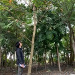 新業(yè)選樹條件相當多，像這棵大花紫薇要看花期、排水率與落葉狀況，希望能提供住戶最理想愜意的森活環(huán)境。