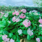 初綻的繡球花如戀愛中的少女，輕輕地聆聽花語，低低地訴說柔情…。