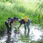 當(dāng)天除了撿拾垃圾，也將河裡的外來種植物移除，水芙蓉、布袋蓮──過去因?yàn)榛ㄐ蚊利惗灰M(jìn)臺(tái)灣，如今過度的繁殖影響水流，也排擠原生物種的棲息環(huán)境。