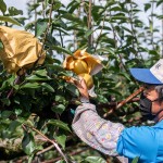 採收時，農(nóng)民滿懷期待的拆開套袋，看到了一顆顆健康飽滿的梨子，這一年多少的辛勞都值得了！