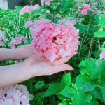 因繡球花一蒂有八蕊，狀似八仙相聚，因此獲「八仙花」之名。