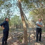 簡(jiǎn)福榮總經(jīng)理（圖右）與吳志輝建築師（圖左），各自從不同方向繞樹觀察評(píng)估，並想像著未來住戶在樹下抬頭望見的景象。