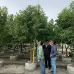 替樟樹量量身高，掌握生長狀況。