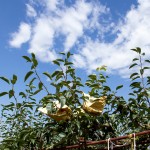 山嵐、雲(yún)霧、烈陽、雨霖的相伴，遍部在山間園裡，是一包包、一串串的結(jié)晶。