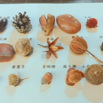 這些小小果實種子您認(rèn)得哪些呢？