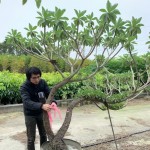 雀屏中選後的白水木，在腰間綁上紅絲帶作為標示，「歡迎加入新業(yè)的大家庭，今後也要好好生長喔！」