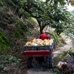 隨著搬運(yùn)車的引擎轟隆隆地發(fā)動，行駛在山間顛簸的小徑上，已被裝箱的梨子正準(zhǔn)備滿載而歸。