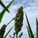 在晴空萬里微風輕輕吹拂下，結(jié)實累累的高粱穗花在風中恣意地搖擺，是舒爽怡人的金門日常。