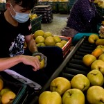 年復(fù)一年承擔(dān)著梨群的重量，進(jìn)行拆袋剪枝的程序，熟練的做著熟悉的步驟，將一顆顆的梨子剪枝後成箱，準(zhǔn)備進(jìn)行到分級的階段。