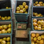 將每一顆梨子分級到屬於自己的舒適圈，每一個步驟都是手的溫度，感受與梨子密不可分的餘韻。