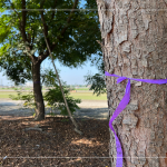 風(fēng)和日麗的冬日，新業(yè)職人團隊來到彰化縣溪州鄉(xiāng)、田尾鄉(xiāng)，為『築願景』嚴選心中理想的樹木。