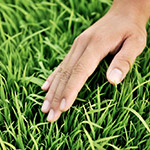 稚嫩青翠，這是益全香米的幼苗，稍後準(zhǔn)備動(dòng)工。