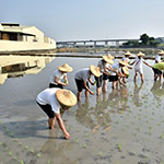 雖然插秧是同仁們的第一次，但看起來(lái)有模有樣，我們也體會(huì)到農(nóng)夫的辛苦了。