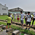 不光白白體驗(yàn)插秧，也要詳細(xì)了解生產(chǎn)稻米的來(lái)龍去脈。