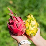 火龍果屬於外來品種，最早是由荷蘭引進，產(chǎn)季為每年三月到十一月，當天品嚐『紅皮紅肉種』、『紅皮白肉種』，以及產(chǎn)量較少但甜度更高的『黃皮白肉種』。