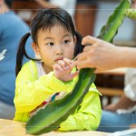 擷取火龍果的一小段莖，近距離觀察表面的尖刺、外觀紋理，經(jīng)由觸摸連結(jié)植物的生長記憶。