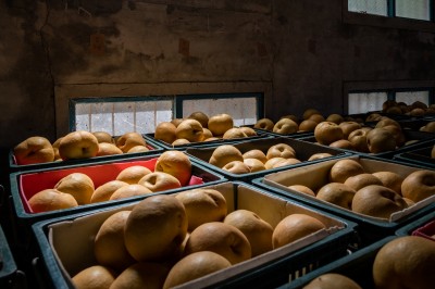 新業(yè)心故事｜與梨共好，與梨相遇