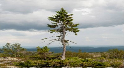 一顆樹擁有9500年的樹齡...您相信嗎?